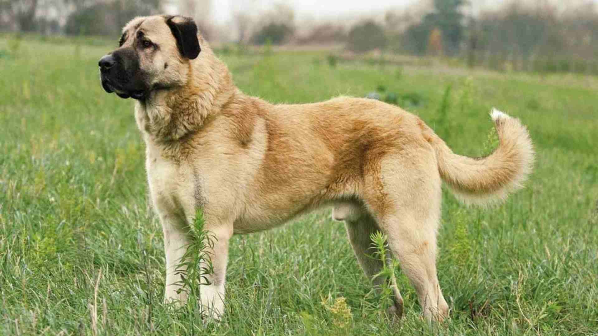 Kangal Dog Price in India – Factors, Care Tips & More
