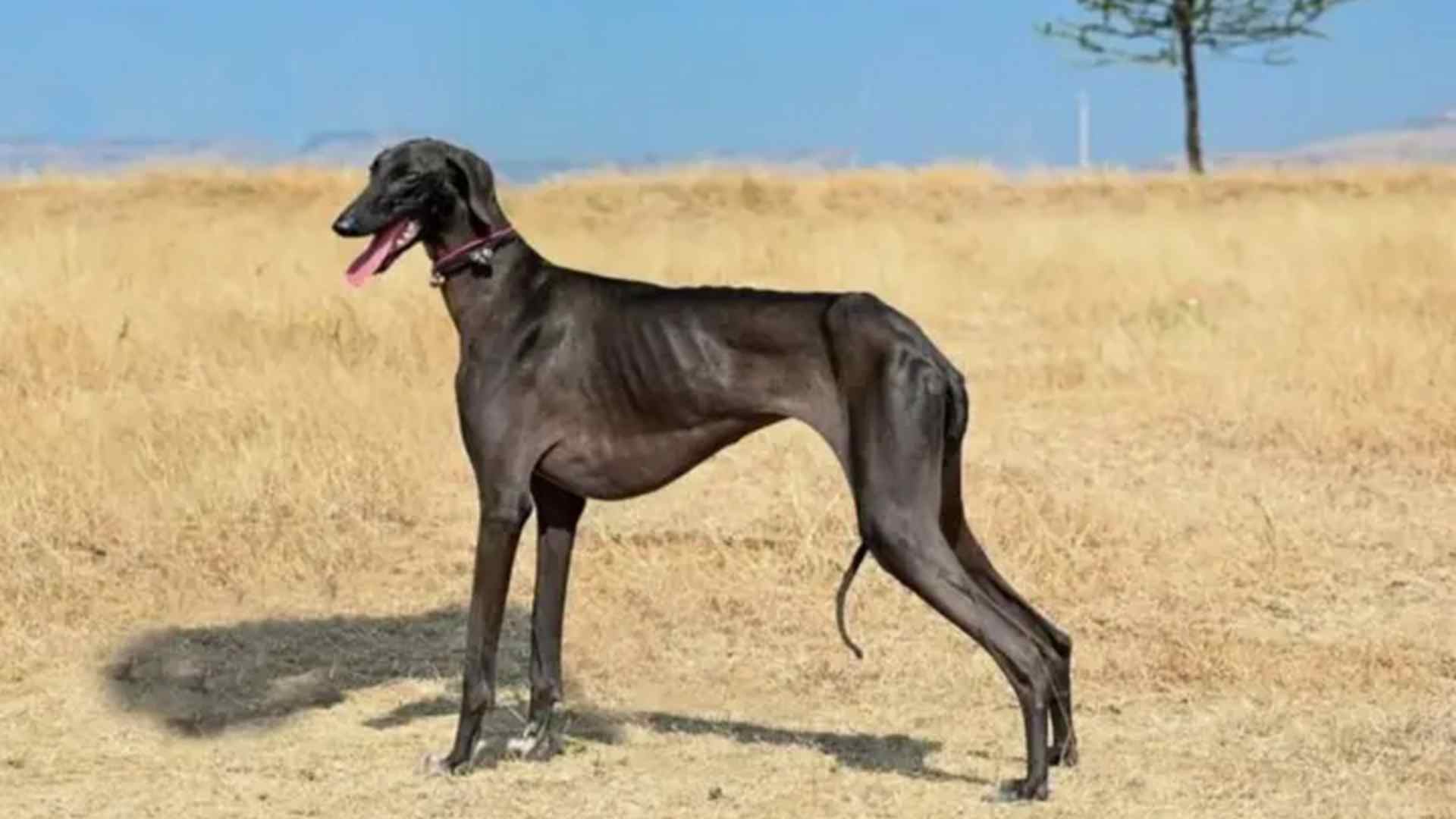 Mudhol Hound Dog Price in India – History, Care Tips & Buying Guide