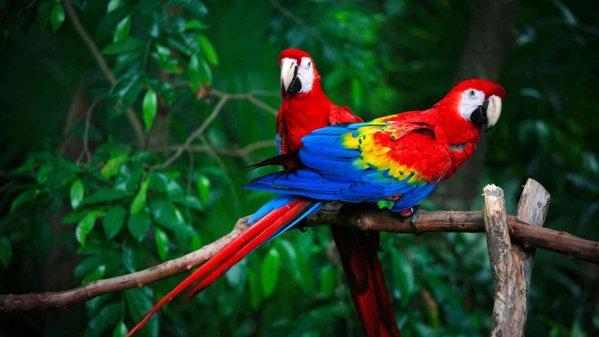 Macaw Bird Price in Chennai – Types, Health & Care Tips