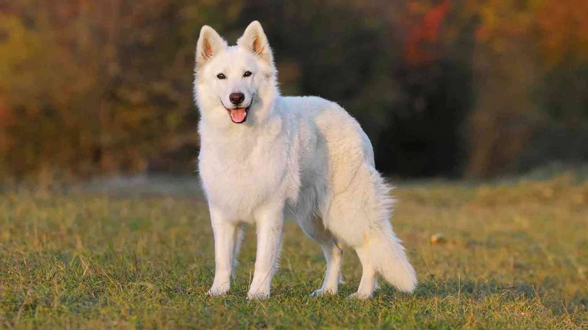 White German Shepherd Price in India – Facts, Care, Health & Food